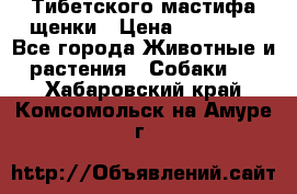  Тибетского мастифа щенки › Цена ­ 10 000 - Все города Животные и растения » Собаки   . Хабаровский край,Комсомольск-на-Амуре г.